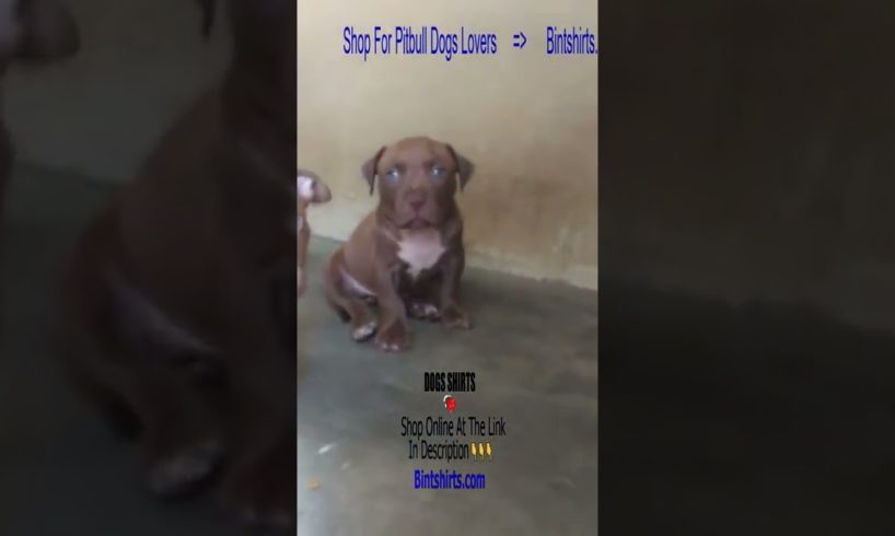 Pitbull Compilation 🐕 Ultimate Cutest PUPPIES Pitbull Dogs🐕 #Pitbull #Shorts #FunnyDogs