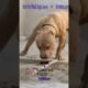 Pitbull Wholesome - Ultimate Cutest PUPPIES Pitbull Dogs🐶 #Pitbull #Shorts #FunnyDogs