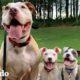 Pitbull de 65 libras es el 'tío divertido' para estos cachorros adoptivos | Puro Pitbull | El Dodo