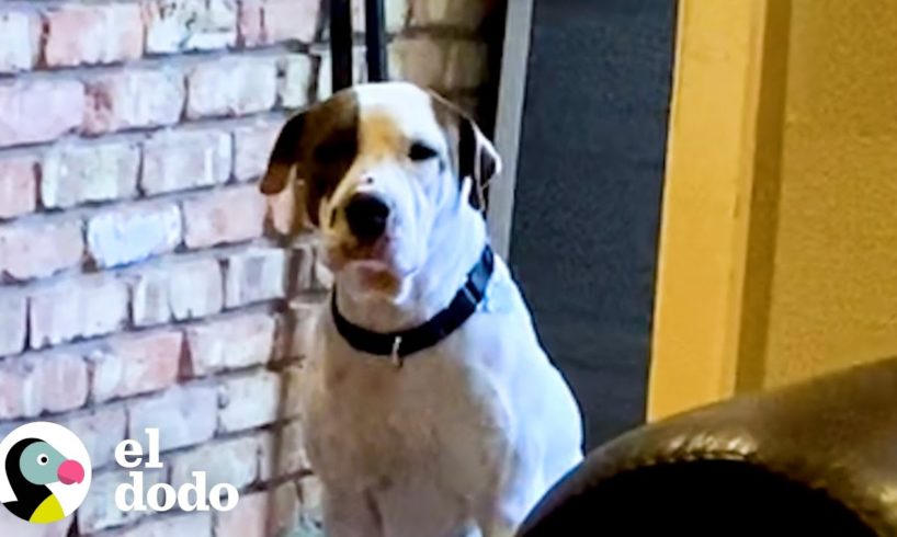 Pitbull rescatado aterrorizado es sorprendido con una entrega especial | Puro Pitbull | El Dodo