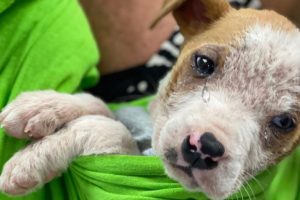 Pittie Little Puppy Dumped In A Parking, He Cried a Lot When Rescued