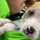 Pittie Little Puppy Dumped In A Parking, He Cried a Lot When Rescued