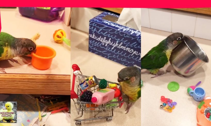 Playing With Parakeets  - Cute Bird - Cute Animals Around Us