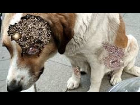 Pregnant Mother dog in ρaiո  Maggots removing
