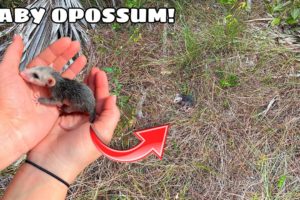 RESCUED! NEWBORN OPOSSUM FOUND LEFT BY MOTHER!