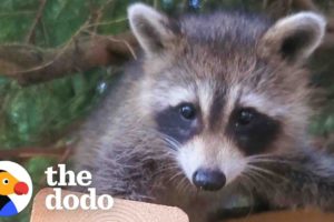 Raccoon Still Visits Her Favorite Human Years After She Was Released In The Wild | The Dodo