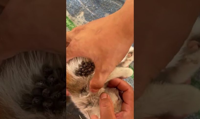 Remove Ticks From Cute Kitten