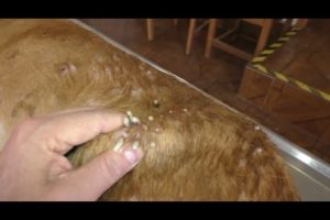 Removing Mango worms From Helpless Dog! Video 2022 #10