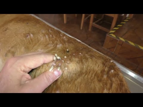 Removing Mango worms From Helpless Dog! Video 2022 #10