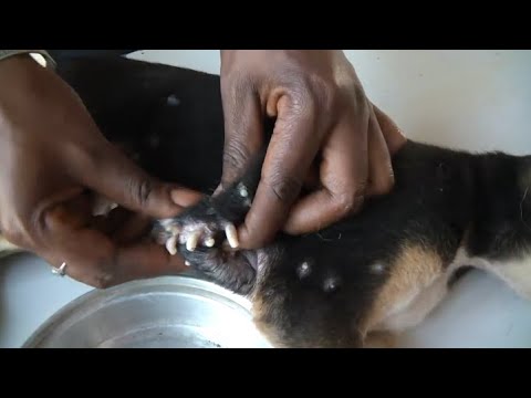 Removing Mango worms From Helpless Dog! Video 2022 #16