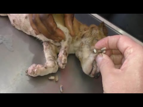 Removing Mango worms From Helpless Dog! Video 2022 #17