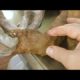 Removing Monster Mango worms From Helpless Dog #25