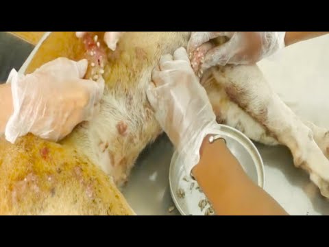 Removing Monster Mango worms From Helpless Dog #26