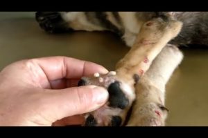 Removing Monster Mango worms From Helpless Dog #29