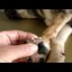 Removing Monster Mango worms From Helpless Dog #29