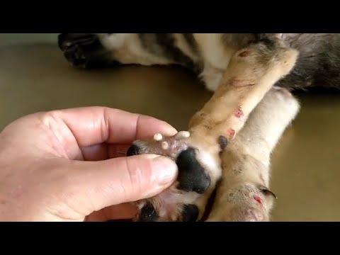 Removing Monster Mango worms From Helpless Dog #29