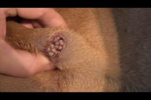 Removing Monster Mango worms From Helpless Dog #33