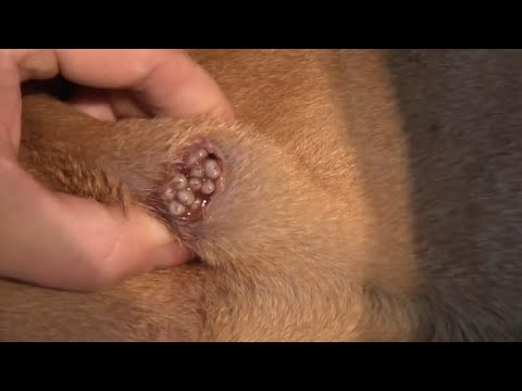 Removing Monster Mango worms From Helpless Dog #33