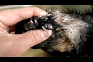 Removing Monster Mango worms From Helpless Dog #34