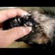 Removing Monster Mango worms From Helpless Dog #34