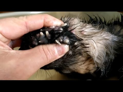 Removing Monster Mango worms From Helpless Dog #34
