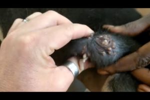 Removing Monster Mango worms From Helpless Dog ! Animal Rescue Video 2022 #20