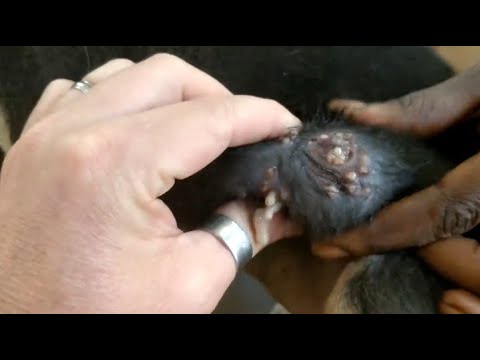 Removing Monster Mango worms From Helpless Dog ! Animal Rescue Video 2022 #20