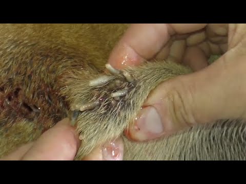 Removing mango worms from helpless dog - Rescue Videos 2022 #18