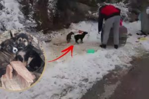 Rescue poor puppy was abandoned in trash container, frozen, zold in deep snow!