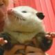 Rescued rat-sized opossum grows to be a fluff monster