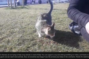 SHHT ! ! Poor CAT Rescued From Mangoworms & Parasites! RESCATE ANIMALES 2021 猫からワームを取り除く