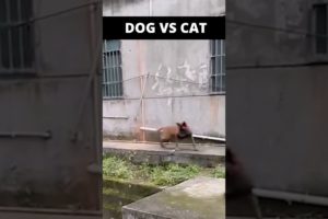 #SHORTS CAT VS DOG FIGHTS CAUGHT ON TAPE  ANIMAL FIGHTS  dog attack animal attack's  caught on tape