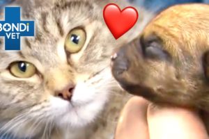 Saving Animal Mums ❤️  | Bondi Vet Compilation | Bondi Vet