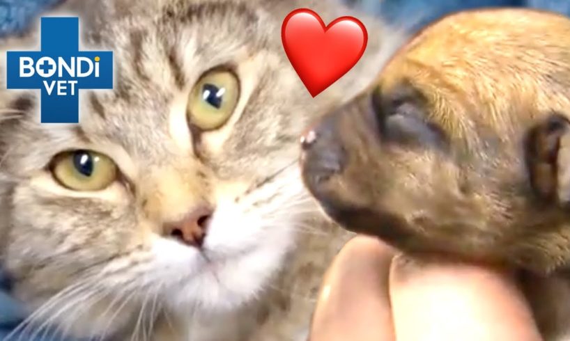 Saving Animal Mums ❤️  | Bondi Vet Compilation | Bondi Vet