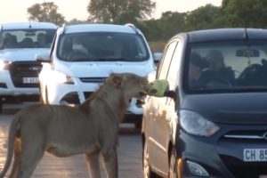 Scary Animal Encounters on the road - Close Lion Encounter