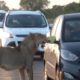 Scary Animal Encounters on the road - Close Lion Encounter