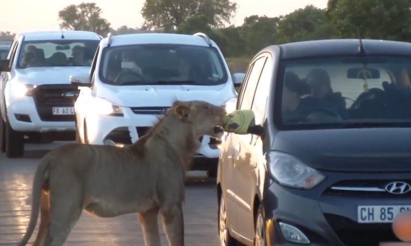 Scary Animal Encounters on the road - Close Lion Encounter