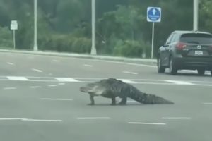 Scary Crocodile Encounters on the road - Aligator Close Encounter