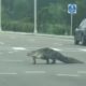 Scary Crocodile Encounters on the road - Aligator Close Encounter