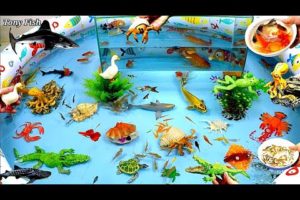 Sea Animals And Cute Animals, Crocodiles, Sharks, Goldfish, Ducks, Turtle, Frogs,Three-Tails,Shrimps