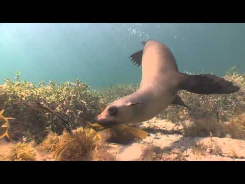 Seal attacks other animals at Jetty.