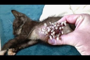 Shocking Moment! Remove Huge MAGGOTS On Motherless Kitten's Belly!