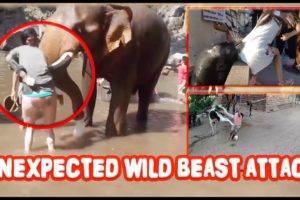 Shocking Wild Animal Attack Compilation !!