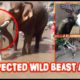 Shocking Wild Animal Attack Compilation !!