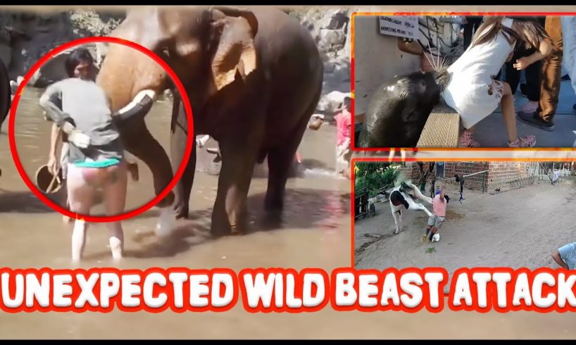 Shocking Wild Animal Attack Compilation !!