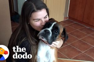 Skinny Shelter Dog Has The Happiest Transformation | The Dodo Foster Diaries
