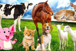 Sleep of farm animals, familiar animals: Dog, cat, cow, horse, elephant - Animal sounds