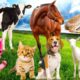 Sleep of farm animals, familiar animals: Dog, cat, cow, horse, elephant - Animal sounds