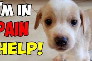 Small Puppy was Crying In Pain For Help until This Man Finally Heard Him