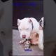 Smart Funny Pitbull ❤️ Ultimate Cutest PUPPIES Pitbull Dogs🐶 #Pitbull #Shorts #FunnyDogs